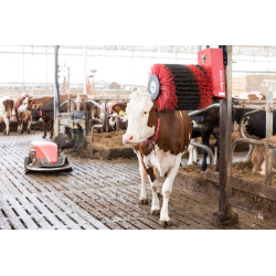 Luna Kuhbürste 230V inkl....